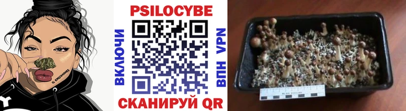 Псилоцибиновые грибы прущие грибы Верхняя Пышма